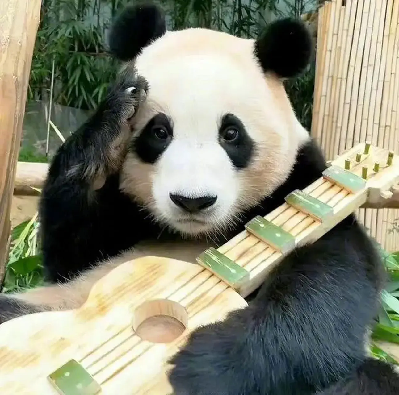 韓記者畫熊貓仿妝哽咽告別福寶