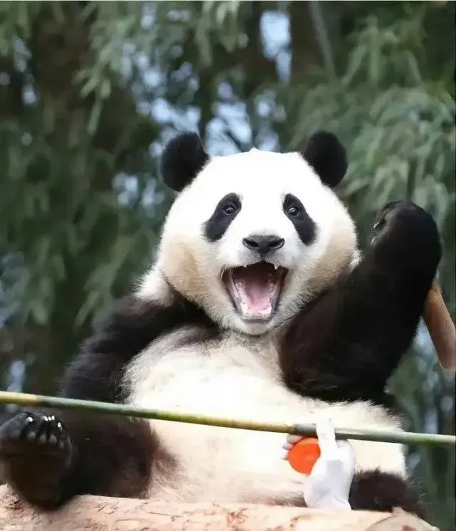 韓記者畫熊貓仿妝哽咽告別福寶