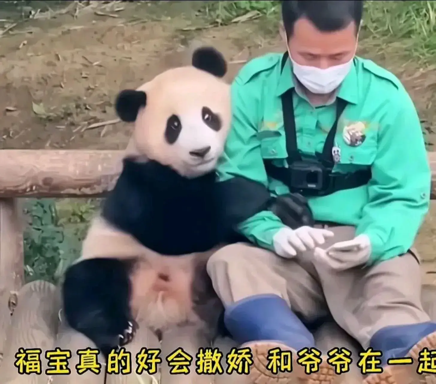 韓記者畫熊貓仿妝哽咽告別福寶