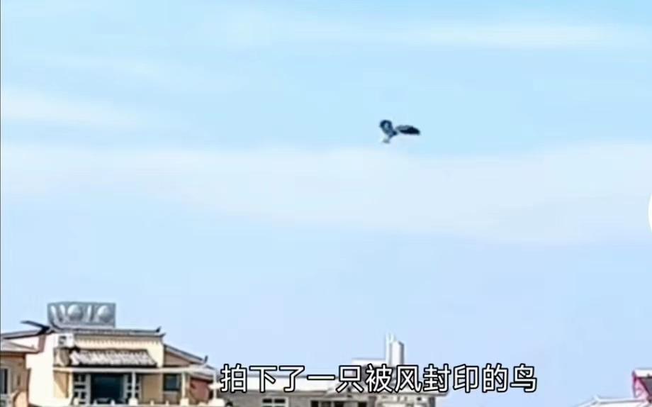 鳥兒被內(nèi)蒙古的風(fēng)封印了
