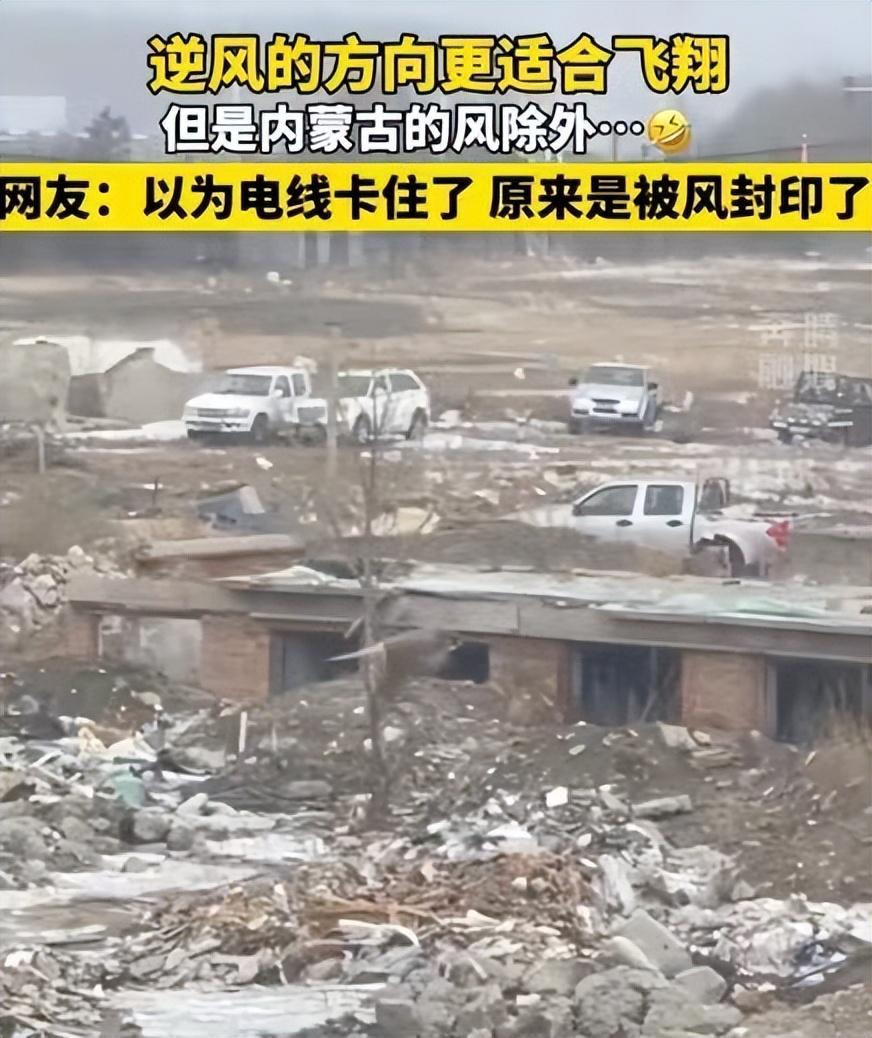 鳥兒被內(nèi)蒙古的風(fēng)封印了