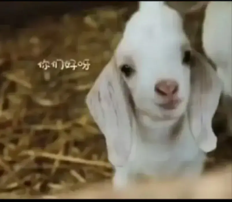向往的生活小羊小不點(diǎn)去世
